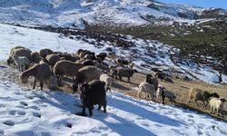 Muş’ta besiciler baharı beklerken yeniden kışa geldi