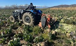 Pazarda 70 lira ama yüzbinlercesi tarlada çürüdü