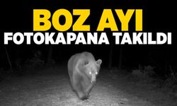 Boz ayı fotokapana takıldı