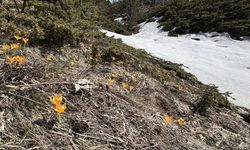Bolu’da karların arasında çiğdemler açtı