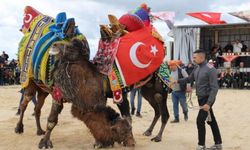 Saruhanlı’da deve güreşlerine binlerce vatandaş akın etti