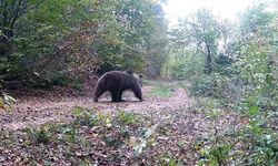 Doğayı yakından izlemek için fotokapan alıp, ormana kurdu