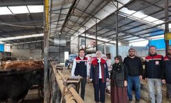 Düzce’de yetiştiricilere Angus düve desteği