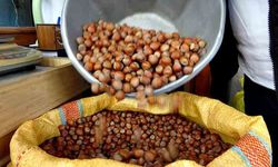 Düzce’den Avrupa’ya 2 ayda 1.837 ton fındık