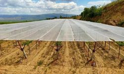 Dolu korkusuna fileli önlem