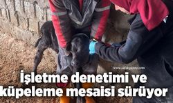İşletme denetimi ve küpeleme mesaisi sürüyor