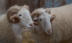 Türkiye’nin en değerli koçları açık artırmayla satılacak