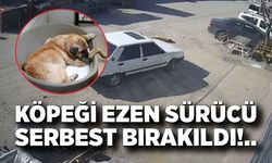 Otomobilin ezdiği köpeğin tedavisi sürüyor