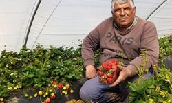 Köprübaşı Çileği 200 Liraya Satılıyor, Üreticinin Yüzü Gülüyor