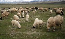 Muş Ovası kuzu sesleriyle şenlendi