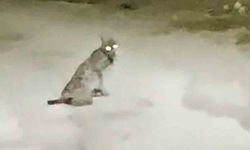 Nadir görülen Vaşak mahallede görüntülendi