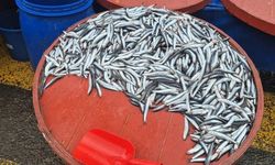 Hamsi 50 liradan 200’e fırladı: Tezgâhta şok artış