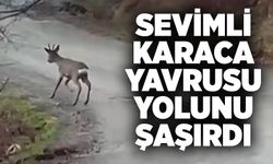 Sevimli karaca yavrusu yolunu şaşırdı