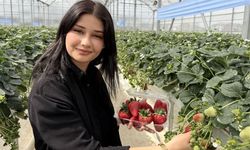 Tarsus’ta topraksız çilek hasadı başladı, vatandaşlar tattı