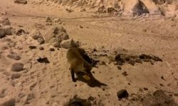 Her gün gelen tilkiyi elleriyle besliyor