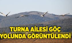 Turna ailesi göç yolunda görüntülendi