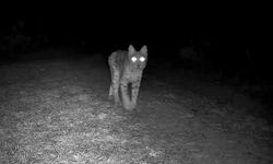 Vahşi yaşam fotokapana takıldı
