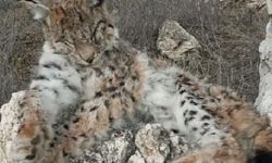 Doğada nadir görülen vaşak ölü bulundu