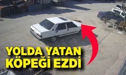 Yolda yatan köpeği ezdi, arkasına bakmadan uzaklaştı