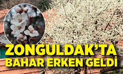 Zonguldak’ta Bahar Erken Geldi: Ağaçlar Çiçek Açtı