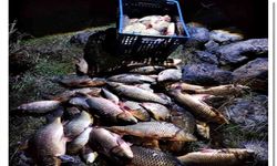 Kaçak ağdan kurtarıldı: 100 sazan yeniden suya bırakıldı