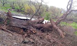 Sağanak yıktı: Ağaç devrildi, ağıl çöktü