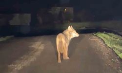 Yerleşim yerine inen kurt cep telefonu ile görüntülendi