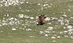 Yaralı Bozayı Yürek Burktu! O Anlar Kamerada