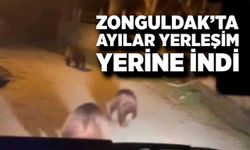 Zonguldak’ta ayı paniği: Köyde gece yarısı görüntülendi
