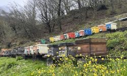 Artvin apiturizmde gelecek vadediyor