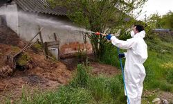 Asya kaplan sivrisineğine dikkat