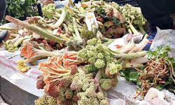 Elazığ'da bahar otları tezgahlarda yerini aldı