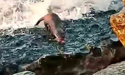 Balık avlayan su samuru kamerada