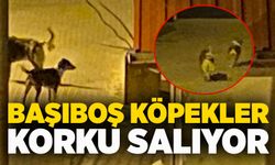 Başıboş köpekler korku salıyor