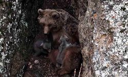 Tunceli’de belgeselleri aratmayan görüntüler