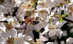 Bolu’da baharın gelmesiyle arılar harekete geçti