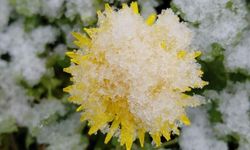 Bolu’da baharda açan çiçekler beyaza büründü