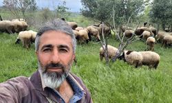 Ceşme sakızı ile Fransız koçunu birleştirdi, verimi katladı