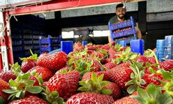 Tarlada 50 TL, Markette 150 TL: Üretici Tepkili