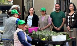 Datça’da çağla bereketi: Kadınlar üretime damga vurdu