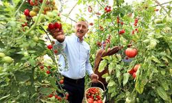 Çiftçilere yüzde 75 hibeli fide desteği