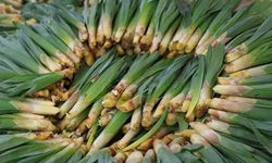 Doğal antibiyotik çiriş otu tezgahlarda yerini aldı