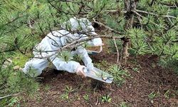 Terminatör böcekler çam ormanlarını korumak için doğaya salındı