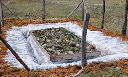 Düzce’de çam kese böceğine doğa dostu mücadele