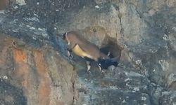 Dev boynuzları engel olmadı: Dağ keçisi dar mağaraya böyle girdi