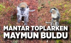 Mantar aramak için çıktığı doğada maymun buldu