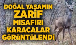 Doğal yaşamın zarif misafiri Karacalar görüntülendi