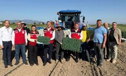 Manisa'da 131 bin dekarlık alanda domates mesaisi