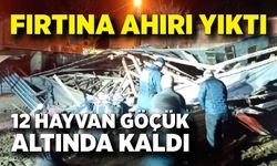 Fırtına ahırı yıktı: 4 büyükbaş hayvan telef oldu