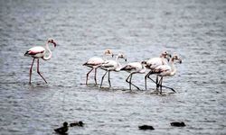 Kızılırmak Deltası Kuş Cenneti’nde bahar coşkusu